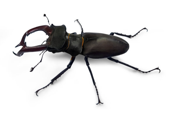 lucanus