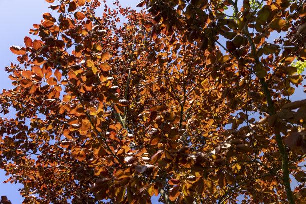 铜色树叶背景