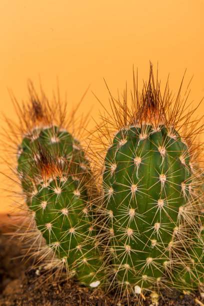 saguaro