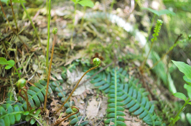 fiddlehead