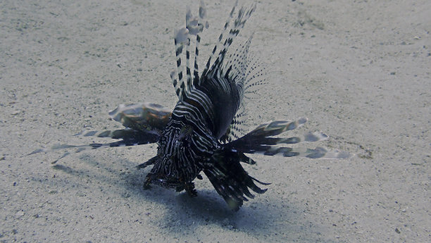 lionfish