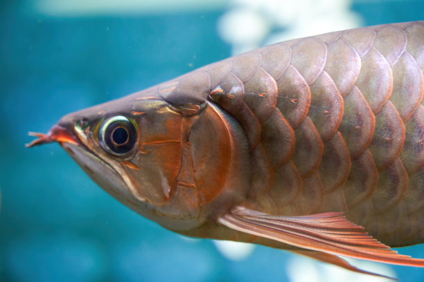 arowana