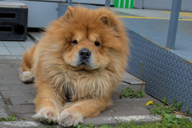 chow