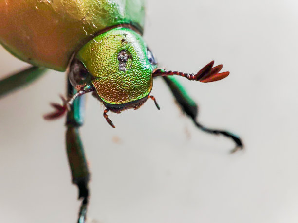 arthropod