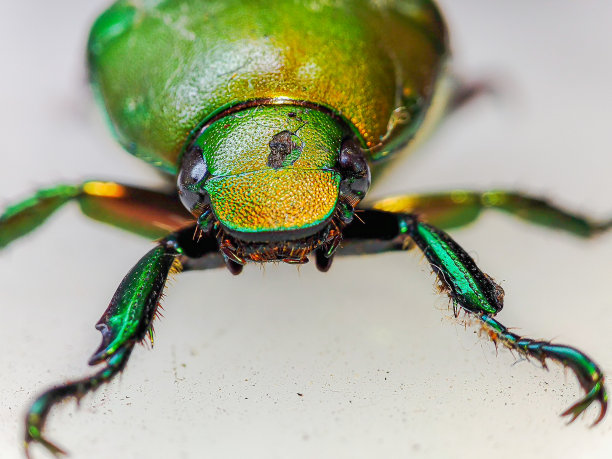 arthropod