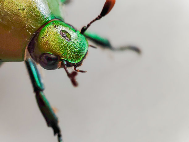 arthropod