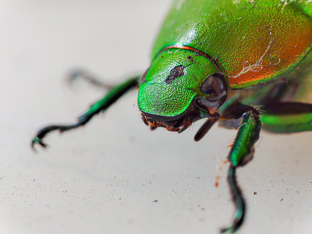 arthropod