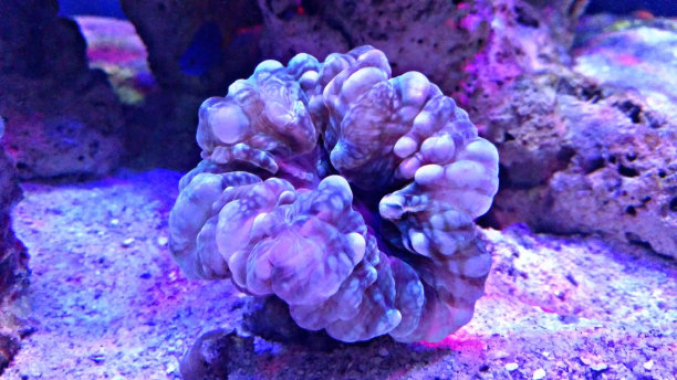 海底世界微生物珊瑚
