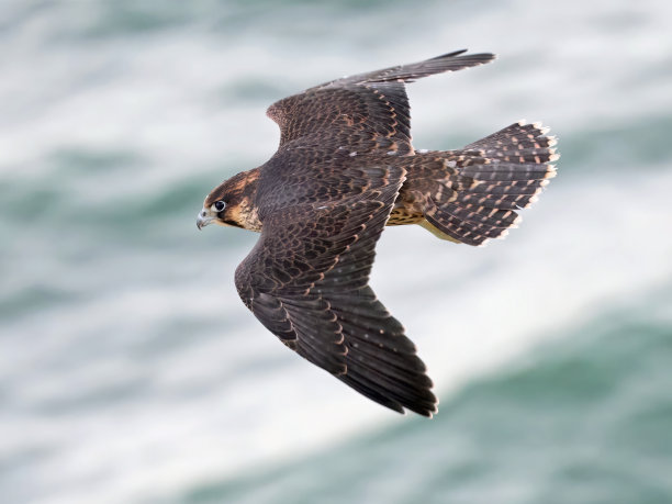 falcon