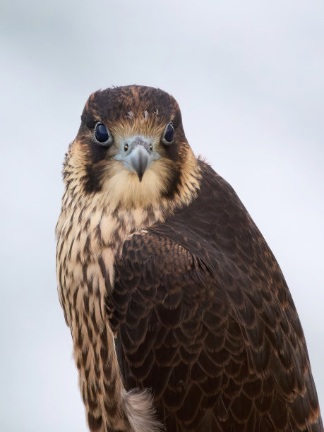 falcon
