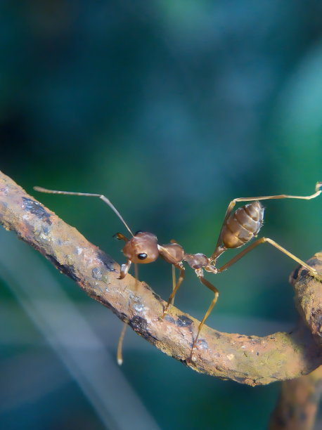 arthropod
