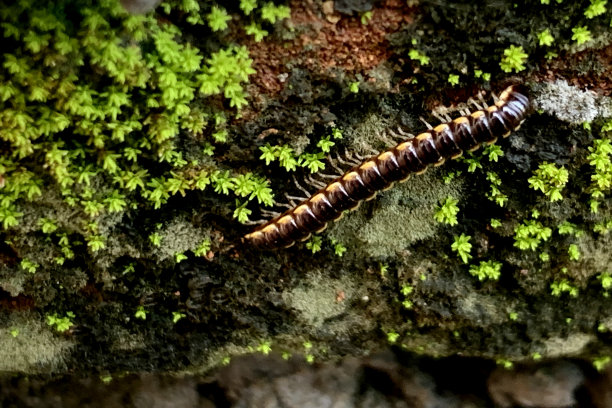 millipede