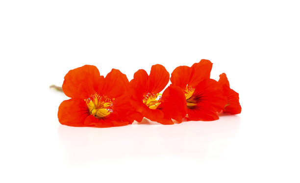 nasturtium