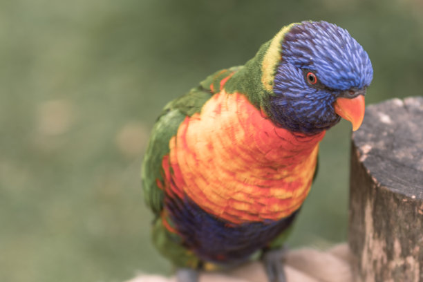 lorikeets