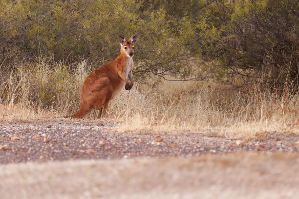 wallaroo