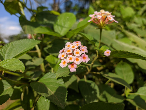 lantana