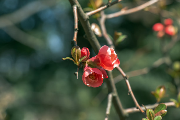 chaenomeles