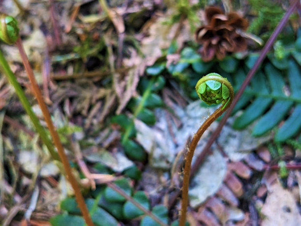 fiddlehead