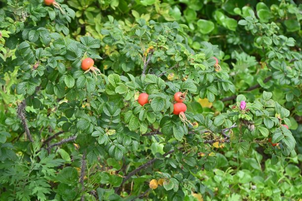 rugosa