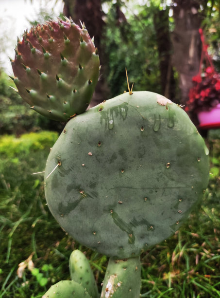 saguaro
