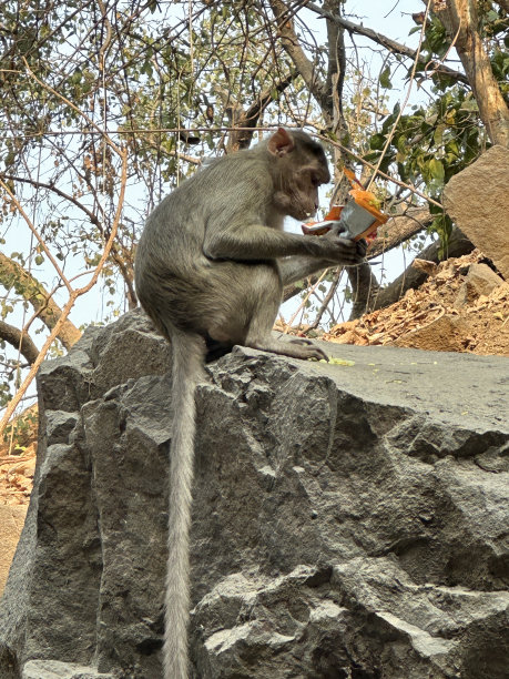 scavenger