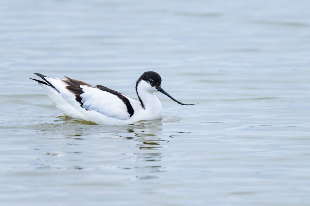 charadriiformes