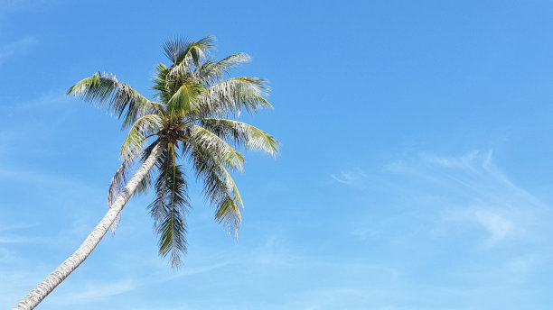 大气海边椰树背景