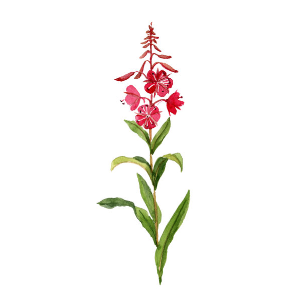 epilobium