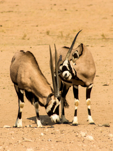 gemsbok