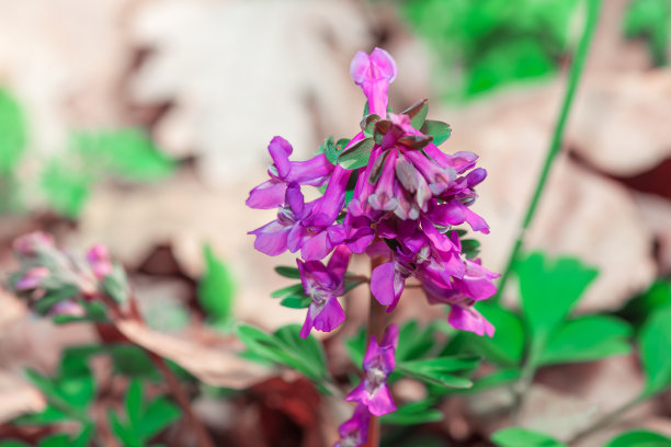 corydalis