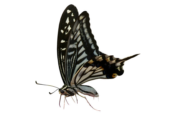 danaus