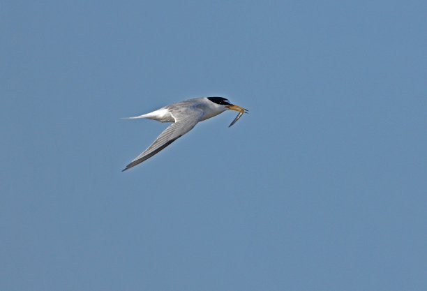 小tern
