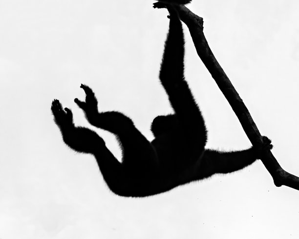 ape