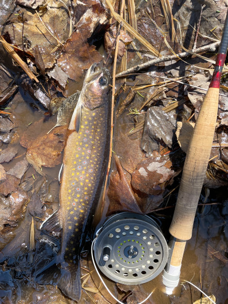salvelinus