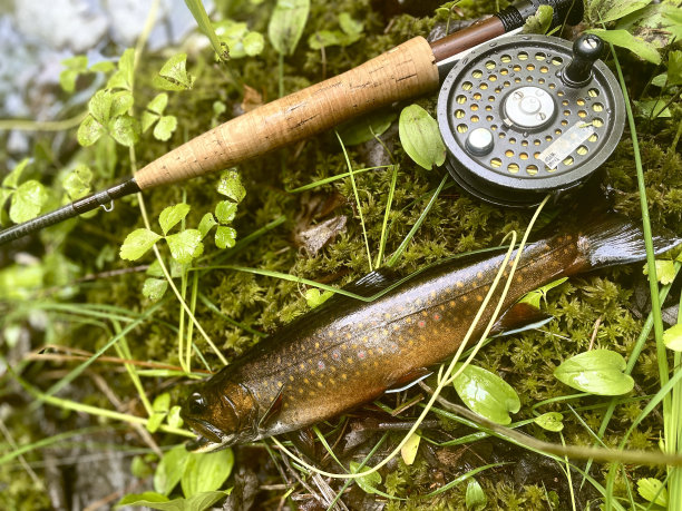 salvelinus