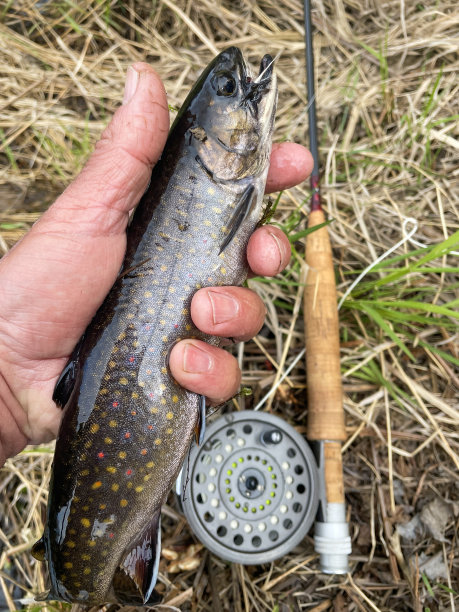 salvelinus