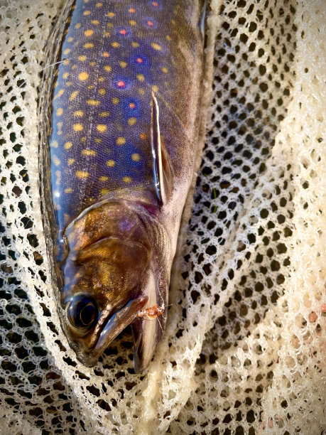 salvelinus