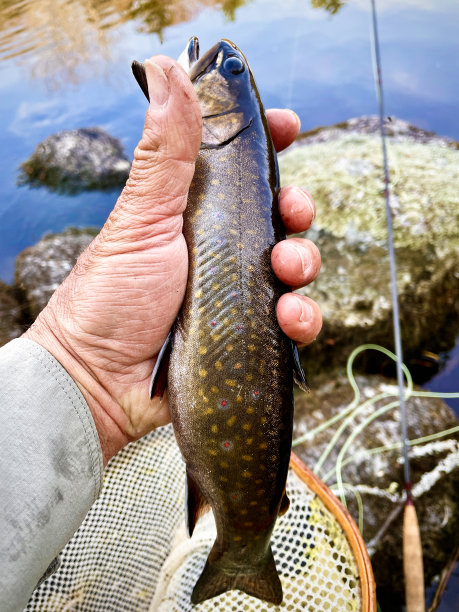 salvelinus