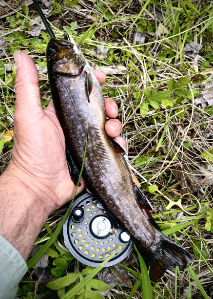 salvelinus