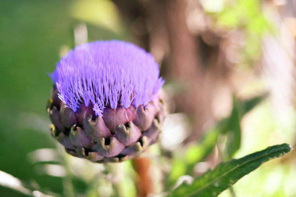 artichoke