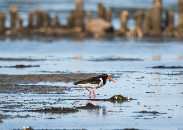 haematopus