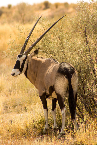gemsbok
