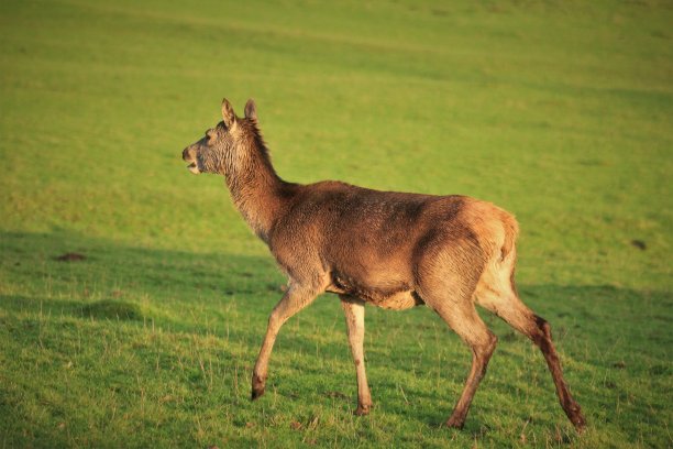 doe