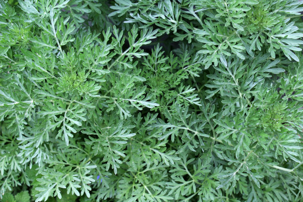 wormwood