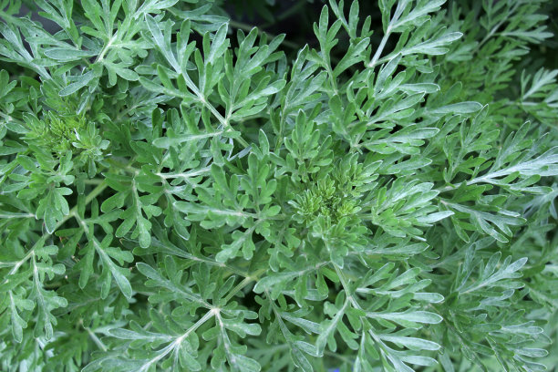 wormwood