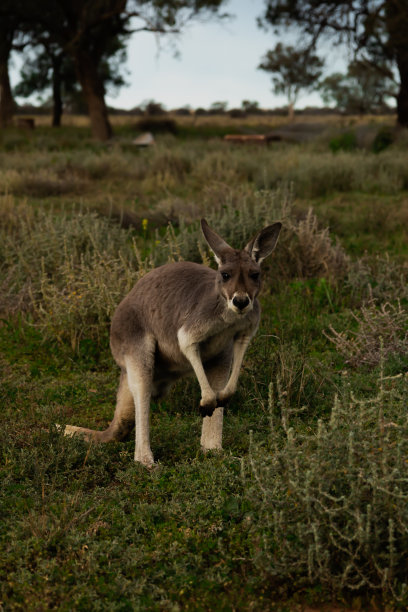 wallaroo