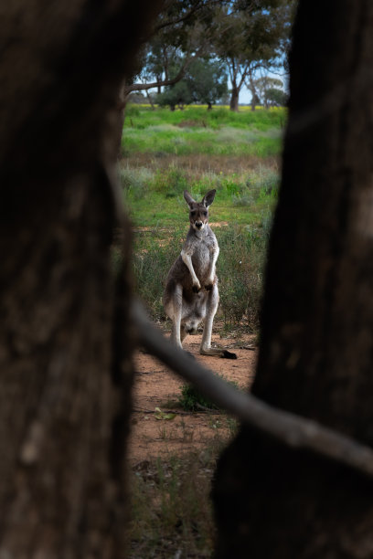 wallaroo