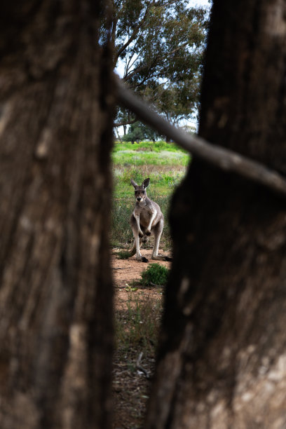wallaroo