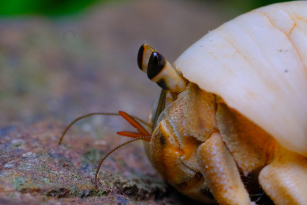 crustacean