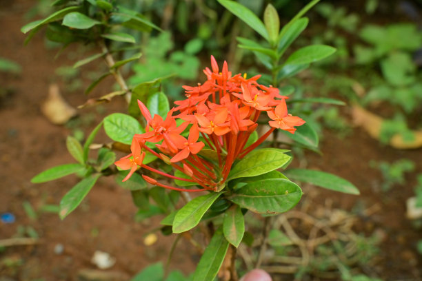 ixora